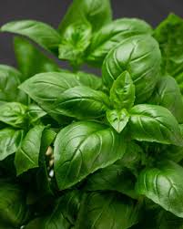 Image result for Basilicum