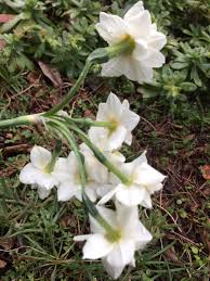 Fiori profumati in grado di emanare una forte fragranza nell'intero giardino, sul balcone o in casa. Fiori Profumatissimi Giunghigli Selvatici Fiori Giardino