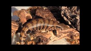 Indonesian Blue Tongue Skinks Youtube They make great reptile pets. indonesian blue tongue skinks