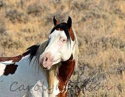 Shaman South Steens Stallion Photo By Carolyn Edson Mustang Horse Horses Wild Stallion
