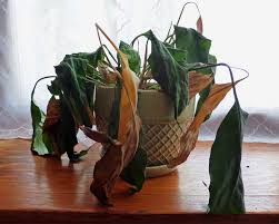 Banyak alasan kenapa daun berubah warna. Bagian Ujung Daun Mengalami Kering Seperti Rusak Ini Cara Mengatasinya Semua Halaman Kids