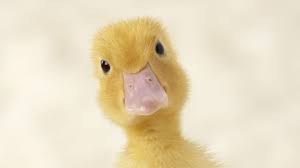 П.) duck duck неудачник ; Everything You Ever Wanted To Know About Ducks