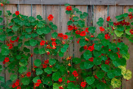 We did not find results for: Tropaeolum Nasturtium Care Growing Tips Horticulture