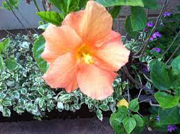 Shades Of Hibiscus Flower Quotes Hibiscus Flowers