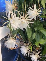 Image result for Epiphyllum