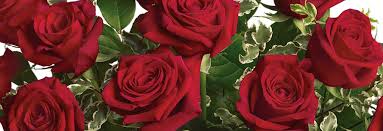 Maybe you would like to learn more about one of these? Phillip S Flowers Delivery In Chicago Naperville Wheaton Area