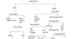 Solved Create A Dichotomous Key For The Identification Of