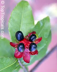 Image result for Ochna