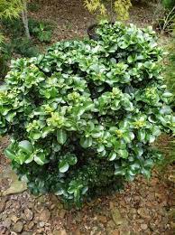 Ligustrum Japonicum Rotundifolium Dwarf Curly Leaf Japanese Privet Japanese Maple Tree Trees Online Moon Garden