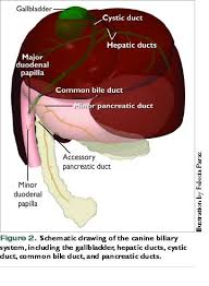 Check spelling or type a new query. Canine Extrahepatic Biliary Tract Disease And Surgery Vetfolio