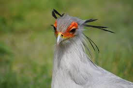 Maybe you would like to learn more about one of these? Uzivatel Talent Ahereza Na Twitteru The Secretary Bird Is Truly One Of The Most Eye Catching Birds On The Planet Nature Naturephotography Birds Photography Beautiful Fornature Worldenvironmentday Worldenvironmentday2020 Https T Co Vefv5xhfd3