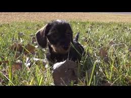 I became involved with miniature dachshunds when our niece got one. Meet Miniature Wirehaired Dachshund Pups And Their Breeders Wire Haired Dachshund Dachshund Breeders Wirehaired Dachshund Puppy