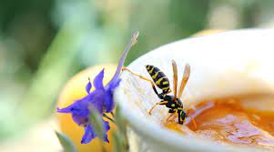 Check spelling or type a new query. Comment Se Debarrasser Des Guepes Cote Maison