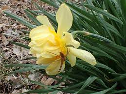 Old Growth Daffodils Natural Lands