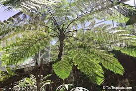 Image result for Cyathea thomsonii
