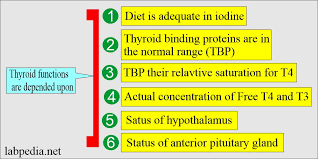 Image result for Thyroid Function Summary