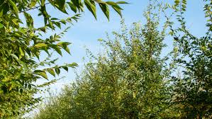 Image result for Celtis sinensis