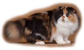 Exotic shorthair cat, 5 months old, sitting in front of white background and looking up. The First Longhaired Exotic Grand In Cfa