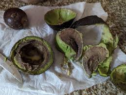 Image result for Dark Avocado 1983 Fedders