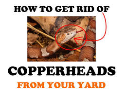 Check spelling or type a new query. How To Get Rid Of Copperheads Naturally Both Yard And Home Bugwiz