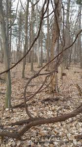 Maybe you would like to learn more about one of these? Poison Ivy Vines Or Wild Grape 550917 Ask Extension
