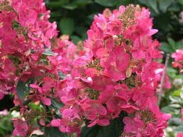 Check spelling or type a new query. Hydrangea Paniculata Ilvomindy Mega Mindy Skaraina Hortenzija Augstums Lidz 1 8 M Platums Lidz 1 M Vainag Hydrangea Paniculata Hydrangea Hydrangea Tree