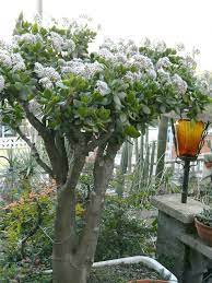 Name Thanks To Linda Teague It Is A Crassula Species Jade Plant Quite Common Jade Plants Plants Planting Flowers