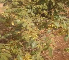 Image result for Brucea antidysenterica