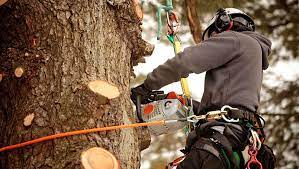 Tim bracewell built the company up to make it a leader in the tree trimming now, lithia resident, troy alexander owns and manages jw tree service continuing the tradition of excellent customer service, affordable pricing. Tree Root Removal Specialist In Lithia Fl James Saunders Tree Service