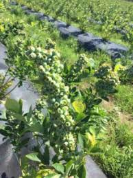 Chiar dacă este o plantă puternică, alogamă și se. Afinele RomaneÈ™ti Merg La Export Ziarul Agricol