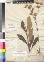Image result for Vernonia adoensis