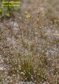Image result for Xyris friesii