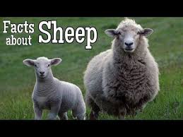 Sheep Facts For Kids Classroom Learning Video Sheep Animals Lamb