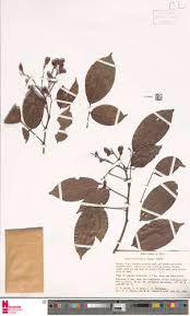 Image result for Connaraceae