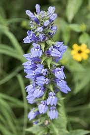Lobelia Siphilitica Great Blue Lobelia Flowers In Late Summer And Early Fall Can Form Colonies Of Fl Flower Spike How To Attract Hummingbirds Wild Geranium