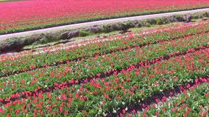 Maybe you would like to learn more about one of these? Urlaub In Holland Home Facebook