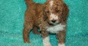 Black And White Standard Poodle Puppies For Sale Standard Poodle Puppies For Sale Poodle Puppy Standard Poodle Puppy Poodle Puppies For Sale