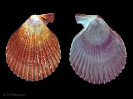 Image result for Cleistochlamys