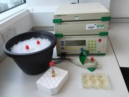 Dictyostelium Cultivation Transfection Microscopy And Coli is generally carried out at a voltage of 1.8 kv (e = 18 kv/cm) when electroporating. dictyostelium cultivation transfection