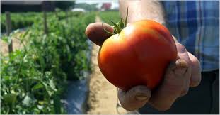 Tomato the rutgers new jersey agricultural experiment station tomato breeding team that developed the 'rutgers 250' tomato, has created a new and unique bicolor grape tomato. The Return Of A Lost Jersey Tomato The New York Times