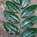 Image result for Panda oleosa