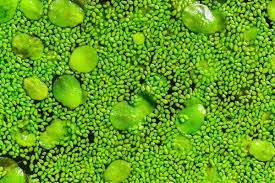 Image result for Wolffia arrhiza