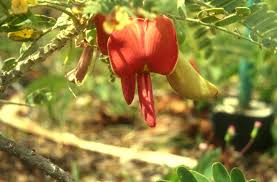 Image result for Sesbania sericea