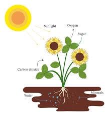 Check spelling or type a new query. Lesson Explainer Environmental Effects On Gene Expression Nagwa