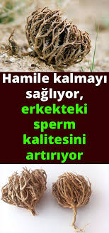 Cocuk Sahibi Olmak Isteyenler Icin Bulunmaz Bitki Health Herbal Medicine Herbalism