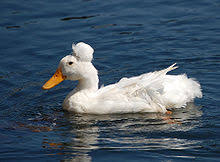 List Of Duck Breeds Wikipedia