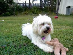 A cocker spaniel maltese mix is one of the rarest designer dogs. Maltese X Cocker Spaniel Youtube