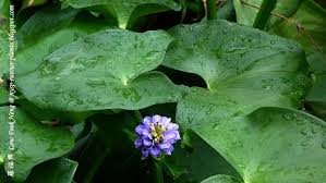 Image result for Monochoria africana