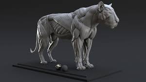 Lion Ecorche Model Muscles Study 3d Model In 2020 Cat Anatomy Feline Anatomy Animal Study