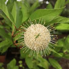 Image result for Cephalanthus